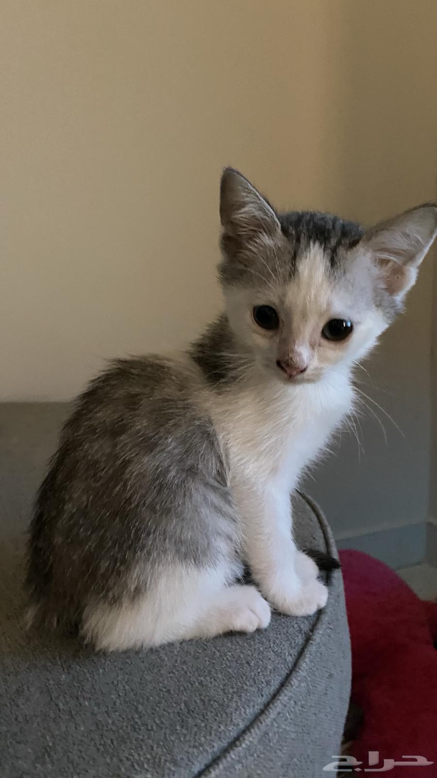 Kittens for adoption64239102793857110