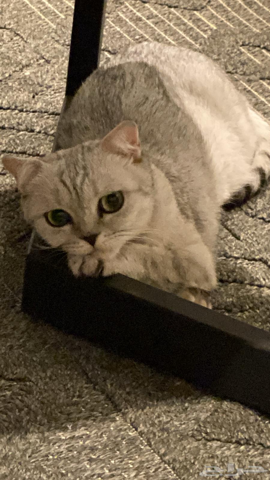 Kittens for adoption64239102793857114