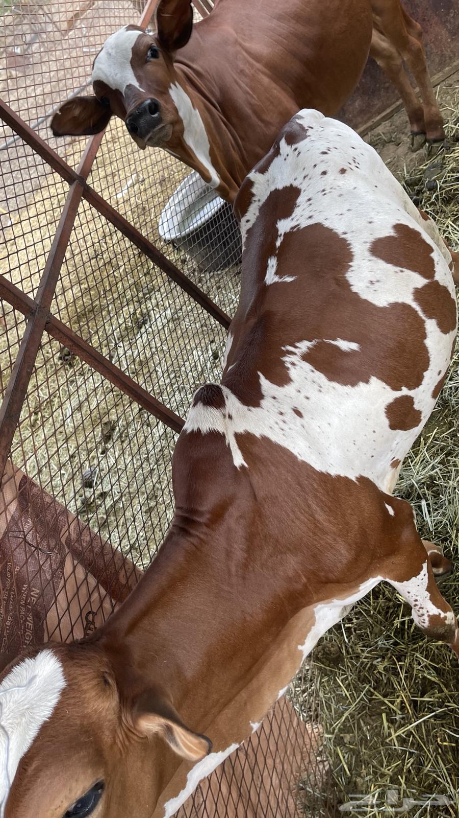 حسيل للبيع64541307126019113