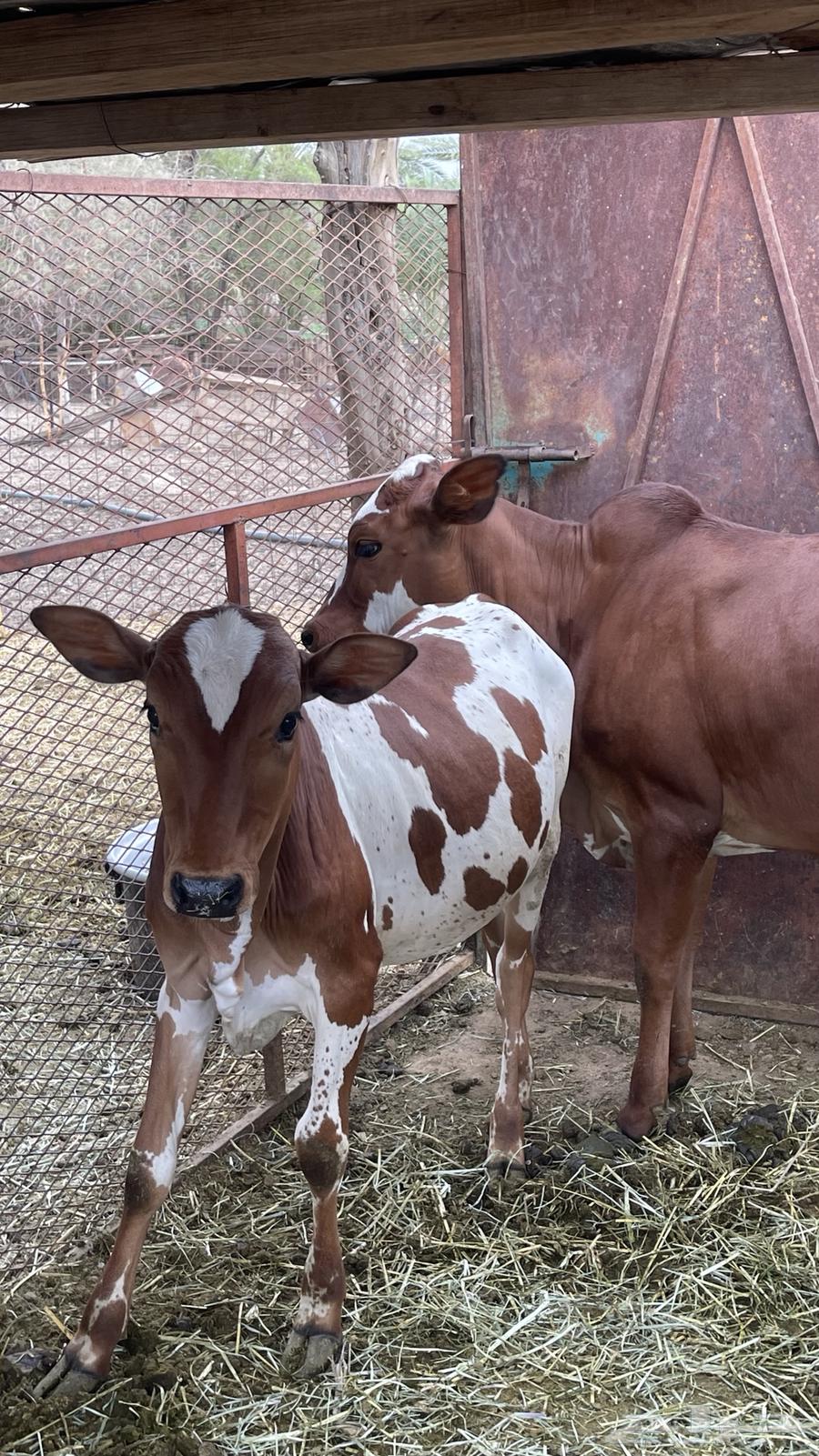 حسيل للبيع64541307126019110