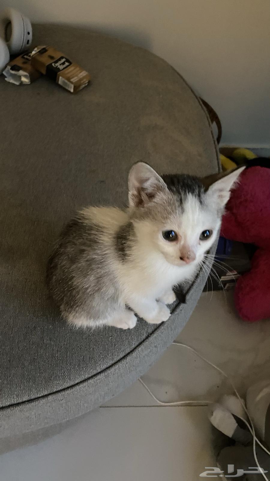 Kittens for adoption64239102793857111