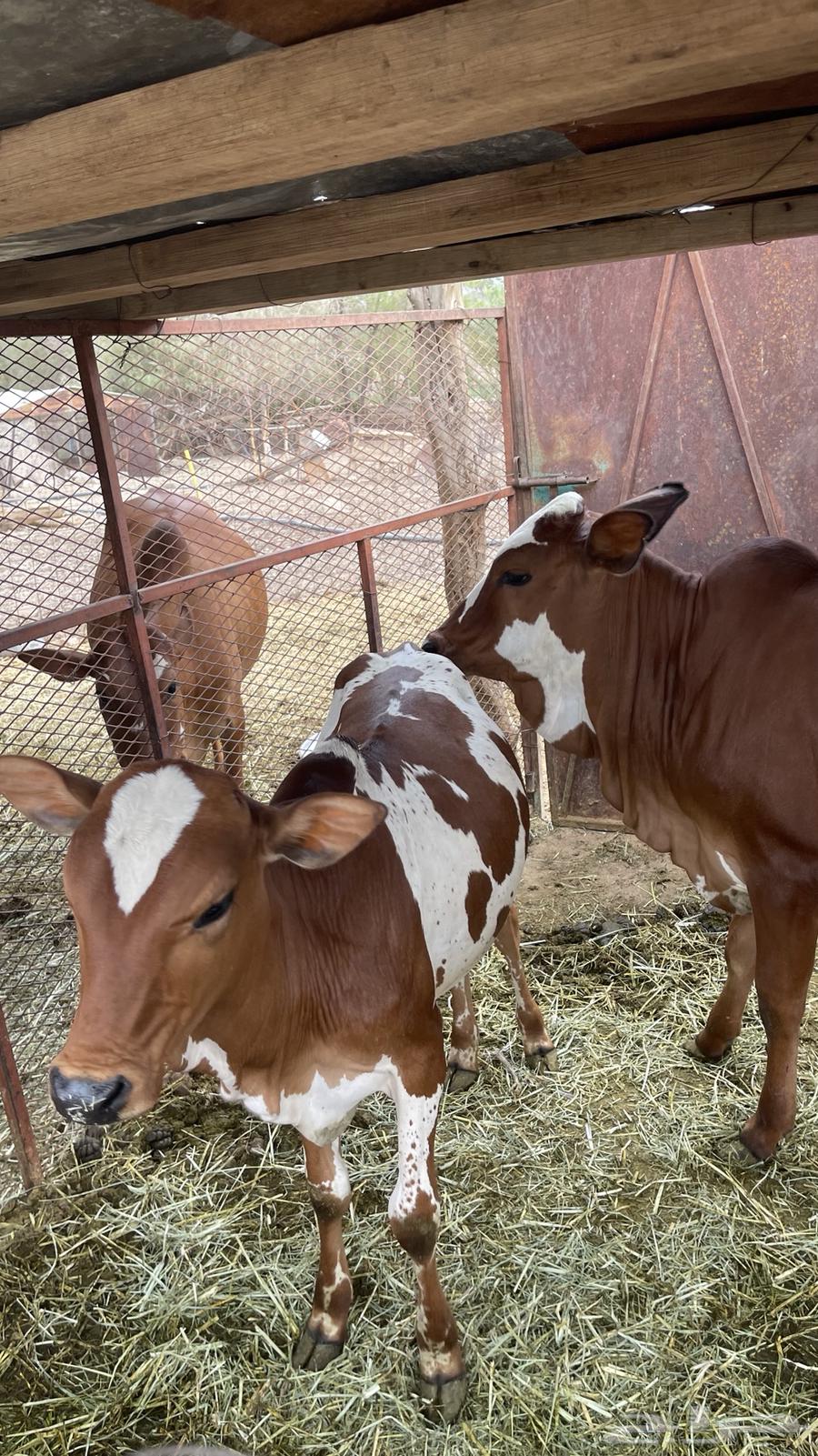 حسيل للبيع64541307126019111