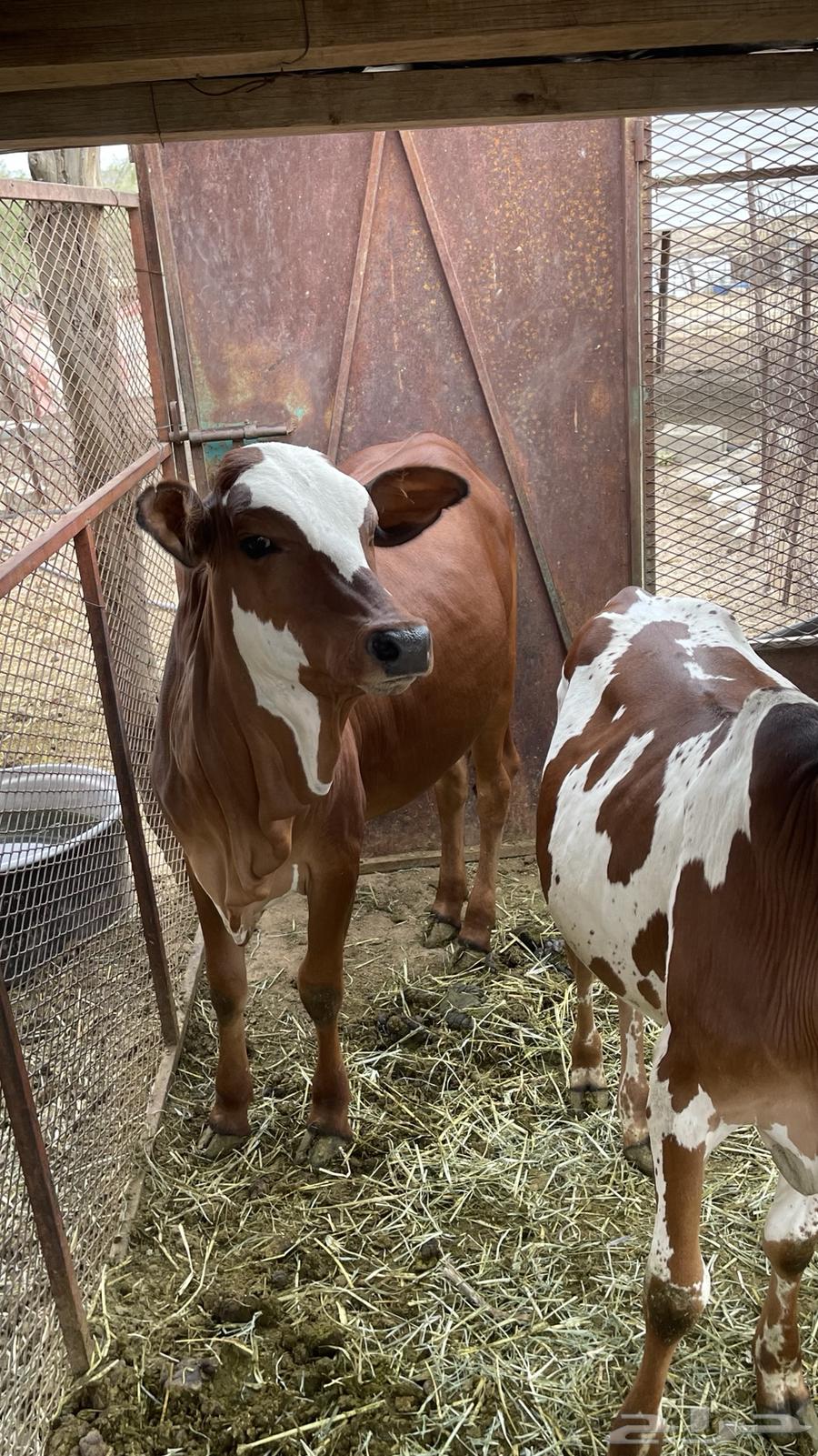 حسيل للبيع64541307126019114