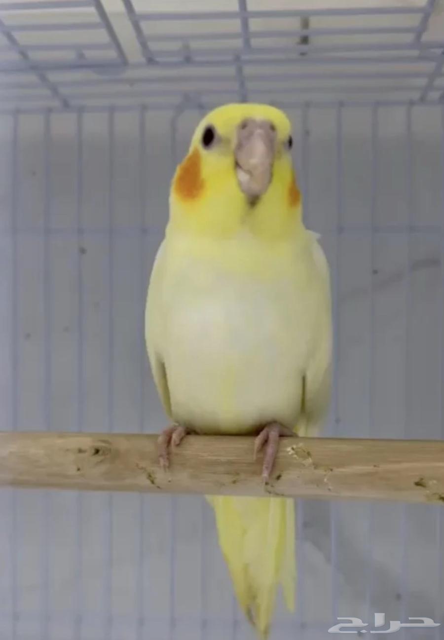 Curlew Bird64836651244034111