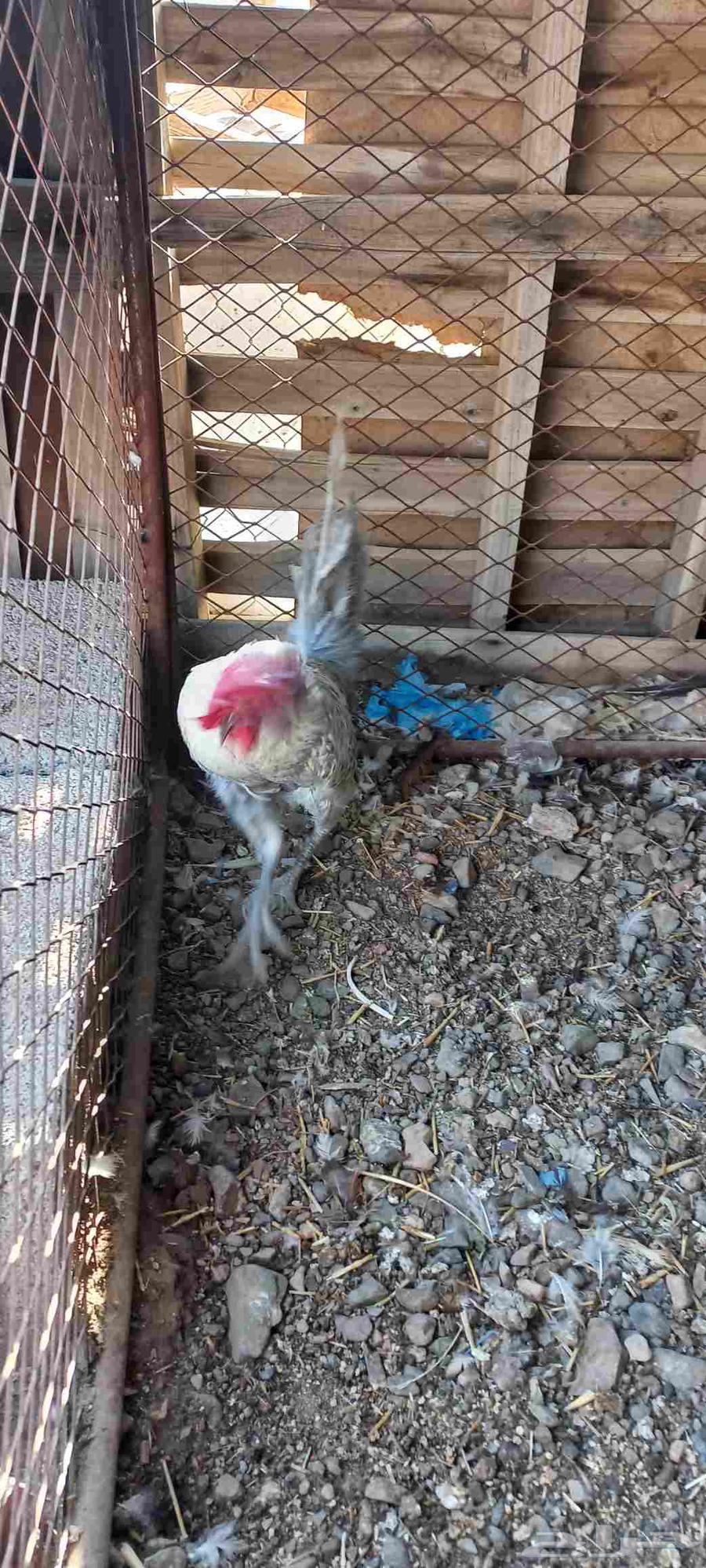 ديوك للبيع64835575527683114