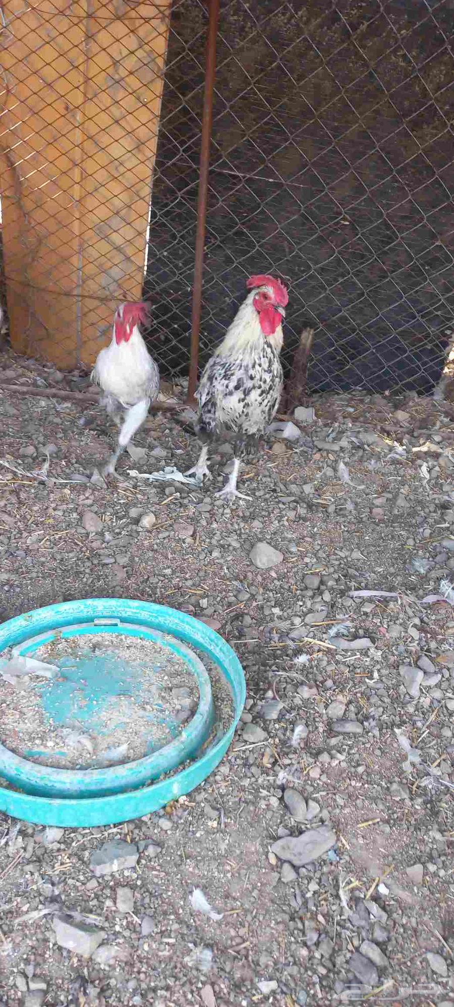 ديوك للبيع64835575527683111