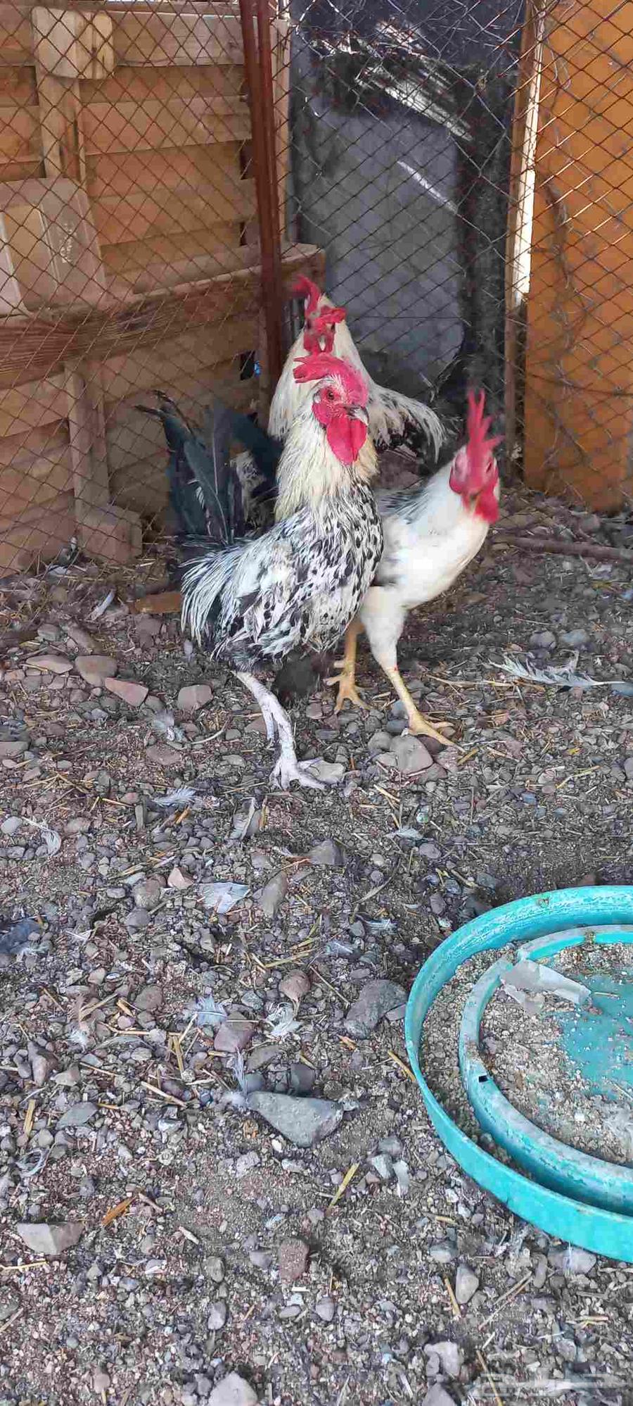 ديوك للبيع64835575527683113