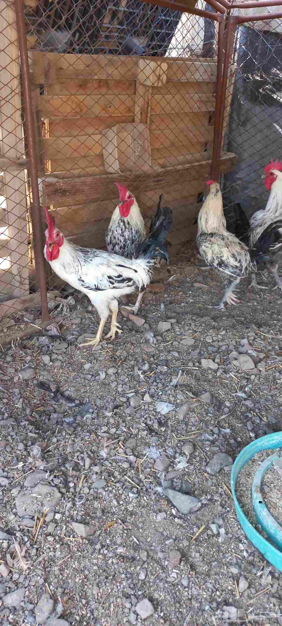 ديوك للبيع64835575527683112