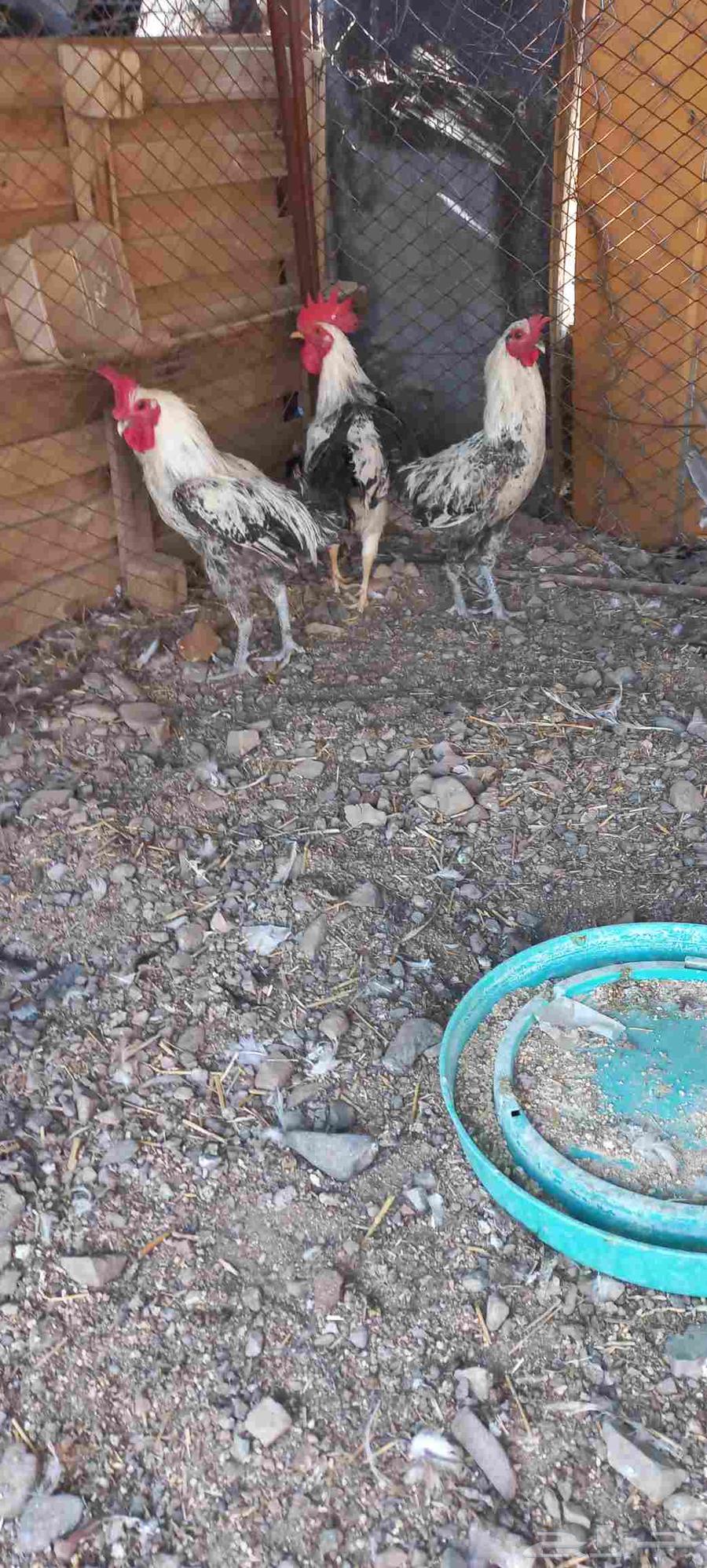 ديوك للبيع64835575527683110