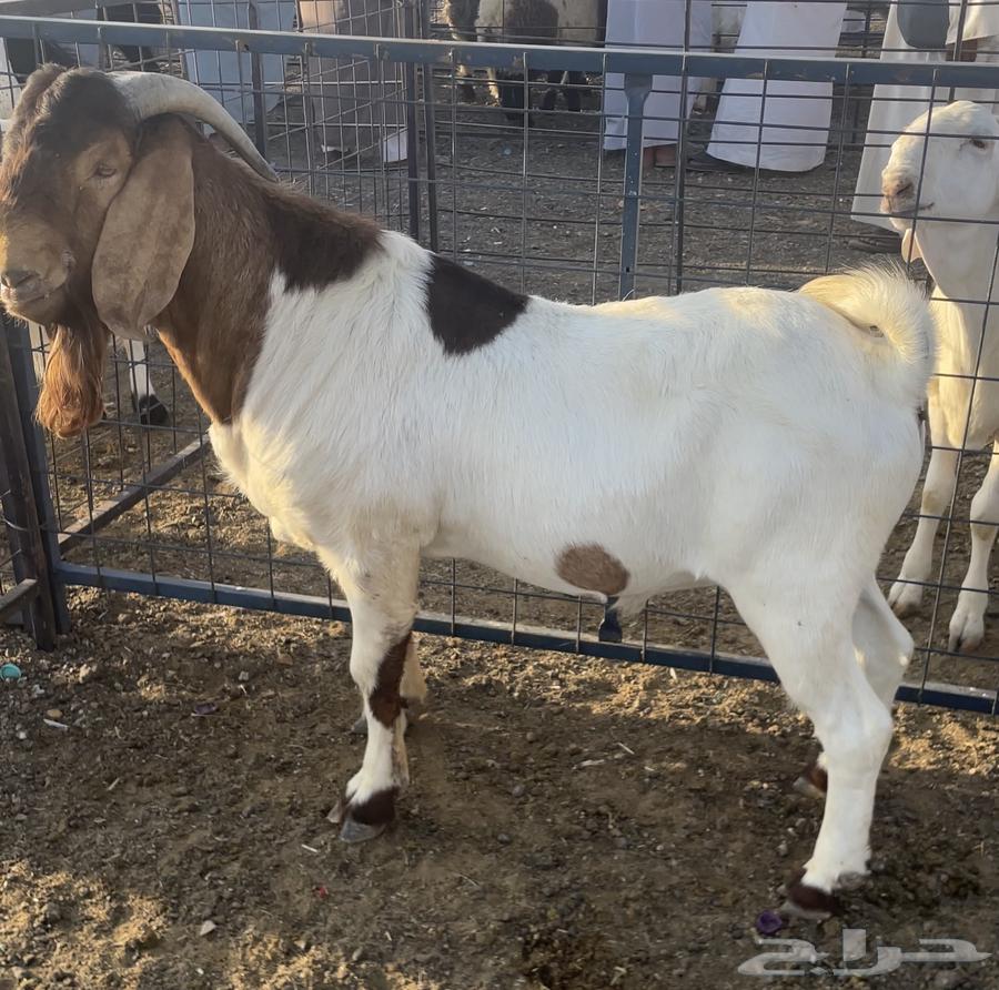 تيس بورقت ثني شرط القريع64835842975875110