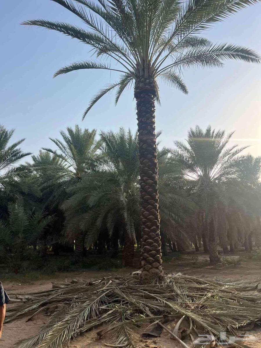 تيل طبيعي64192127258498114