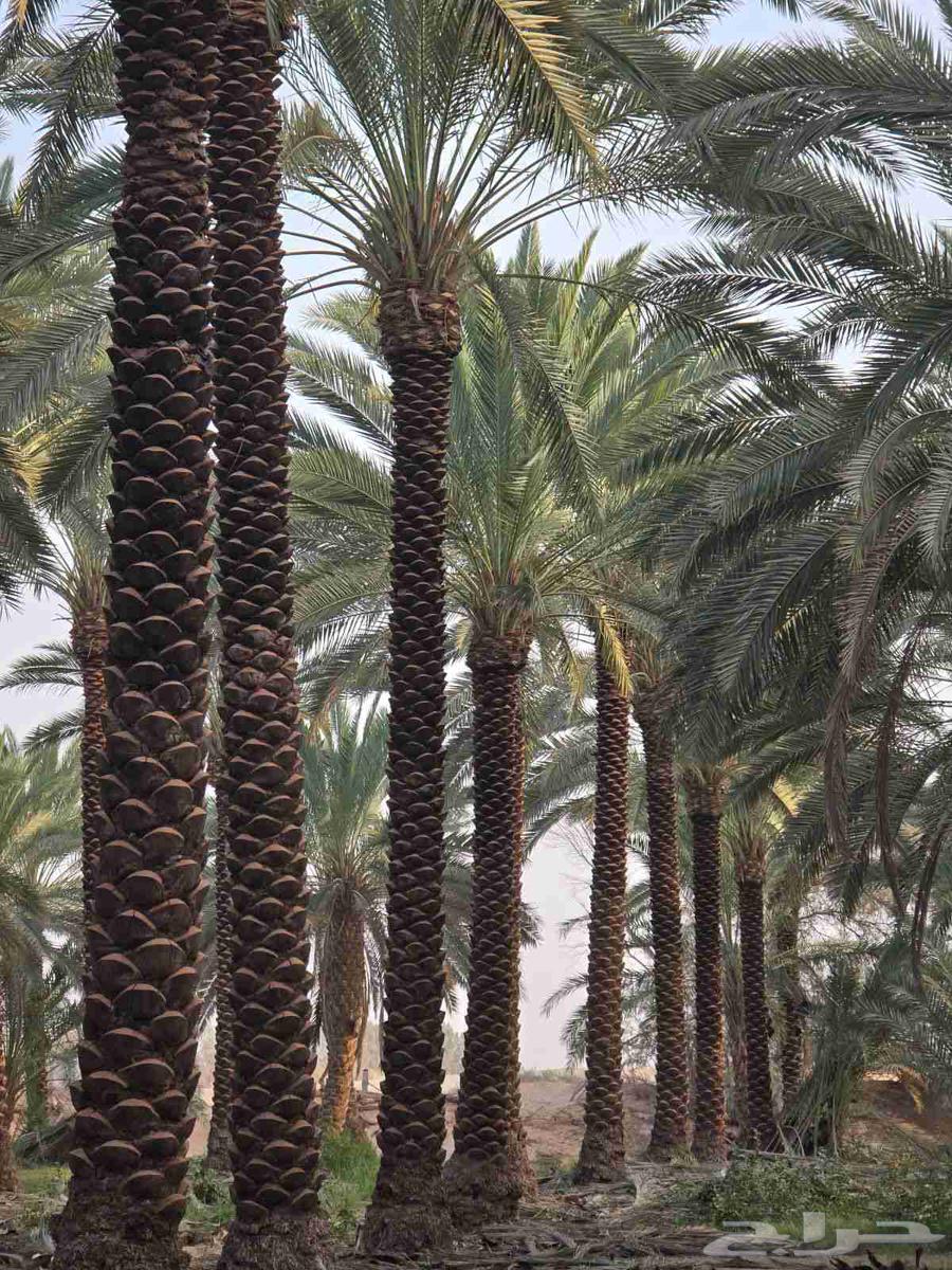 تيل طبيعي64192127258498113