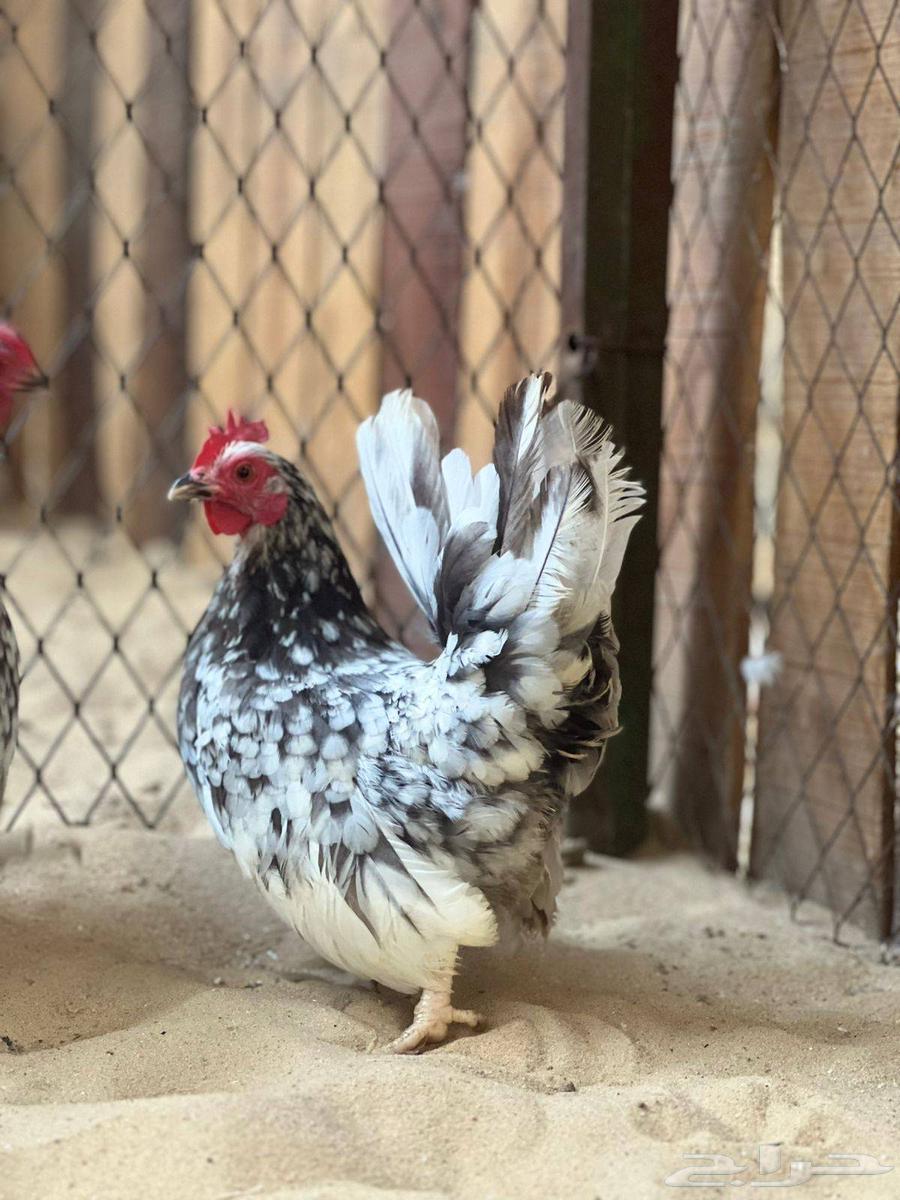 طقم جبانيز بوران فاخر64579115633282111