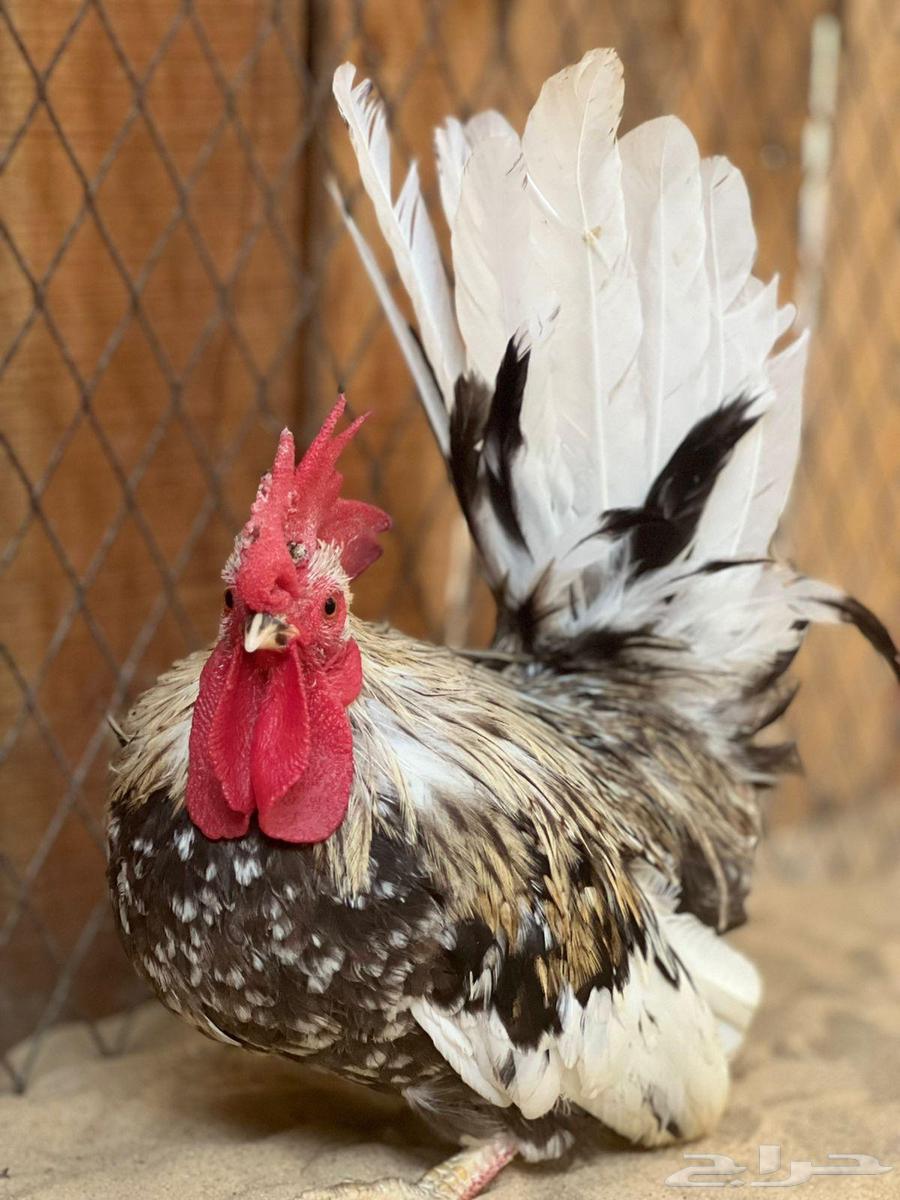 طقم جبانيز بوران فاخر64579115633282113