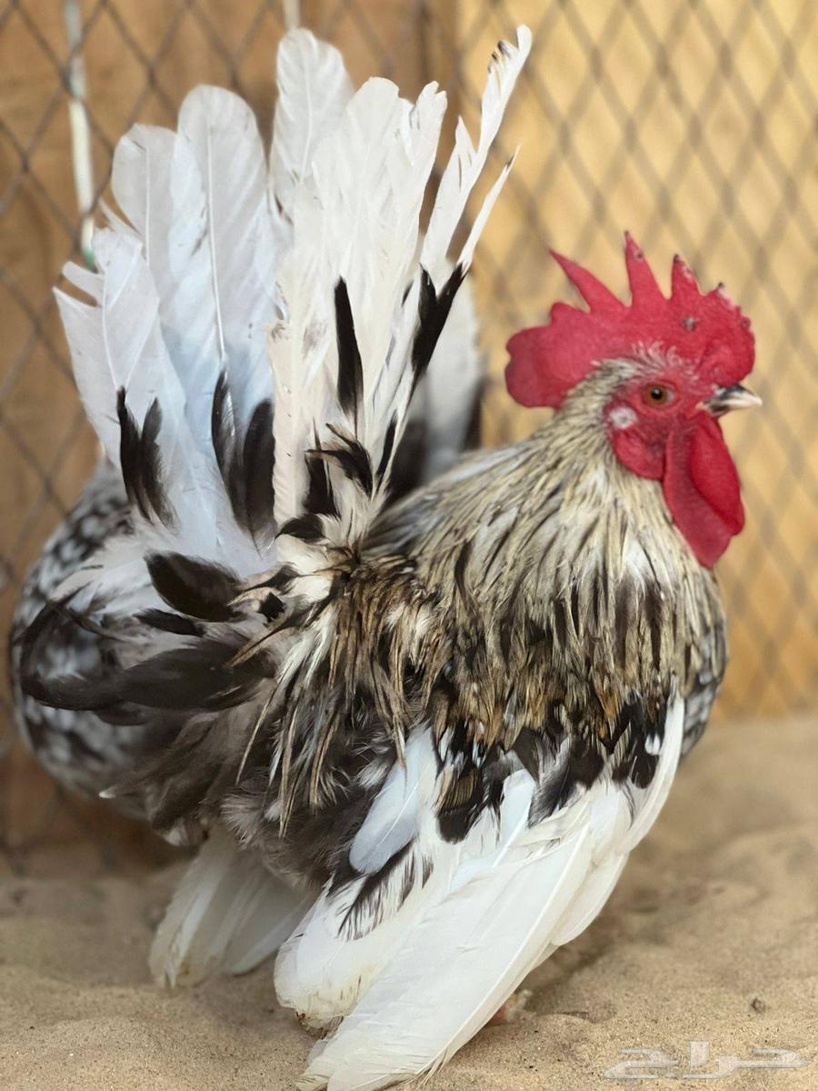 طقم جبانيز بوران فاخر64579115633282112