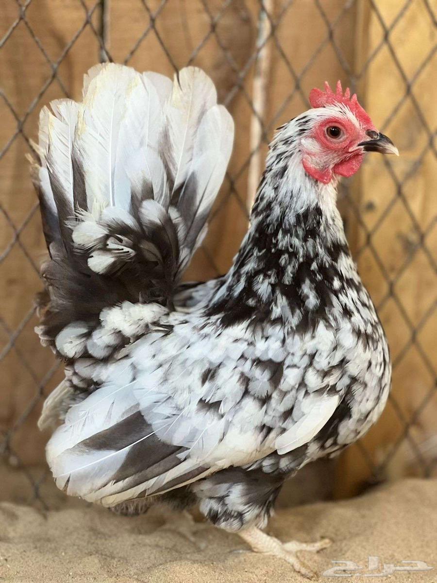 طقم جبانيز بوران فاخر64579115633282110