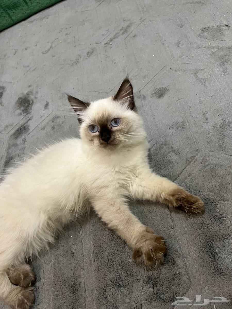 Kittens for Sale64836819933315113