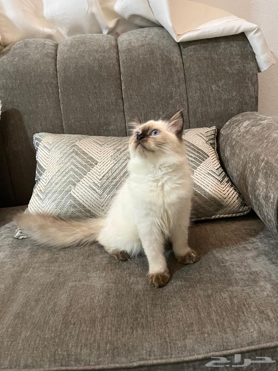 Kittens for Sale64836819933315110