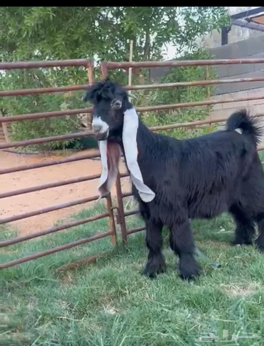 Discounted Temporary Goat64444445633922110