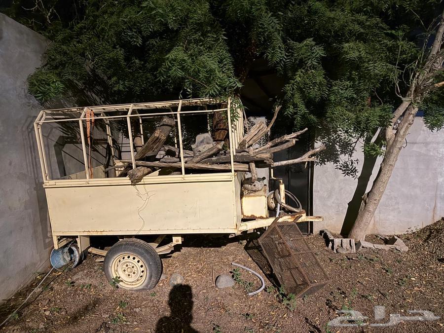 عيدان نحل   قلص64579239179522112