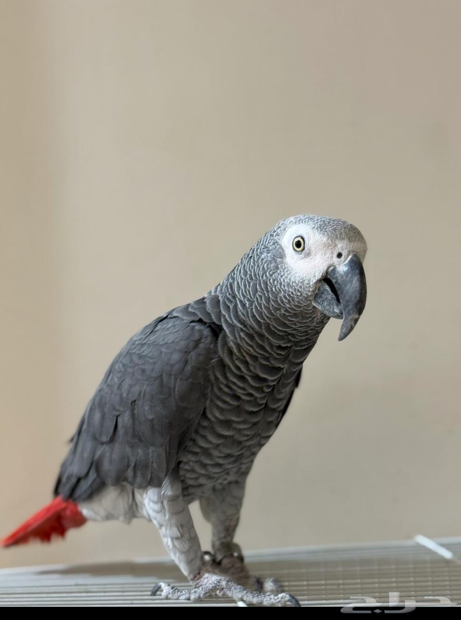 Casco Parrot64836599135105112