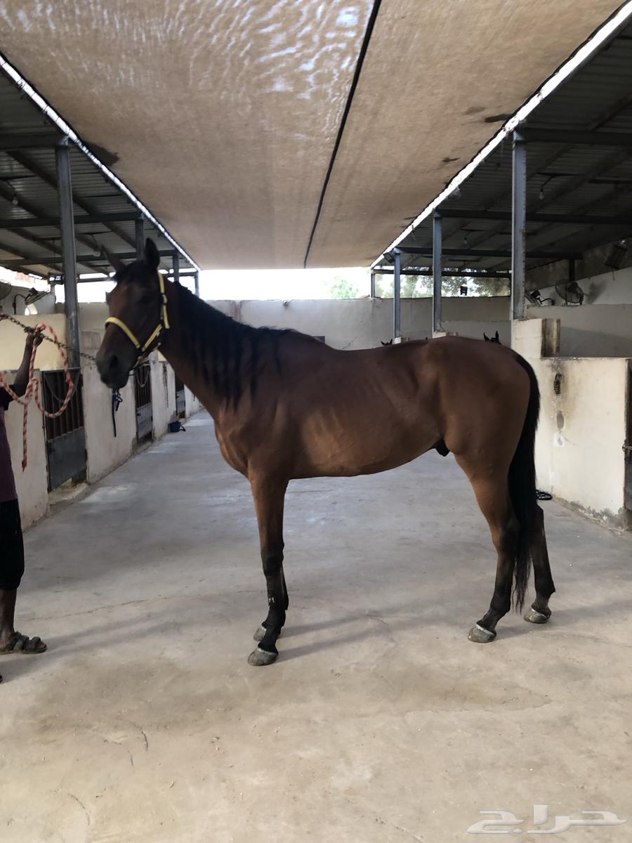 حصان ثروبرد قفز هادي64525109143427111