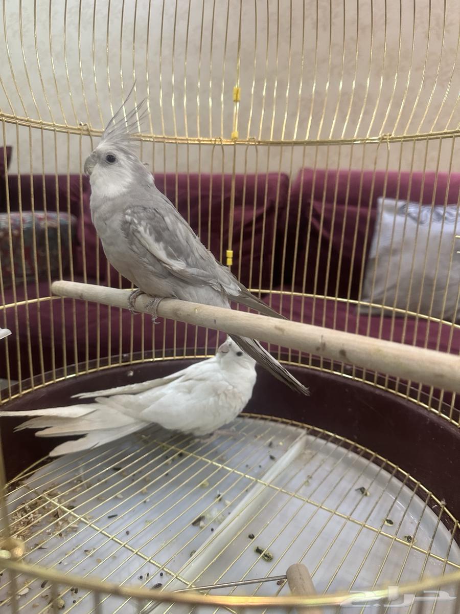 طيور كناري للبيع انثى وذكر مع القفص يغردون بصوت جميل64836846117121110