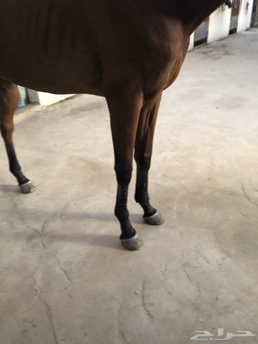 حصان ثروبرد قفز هادي64525109143427112