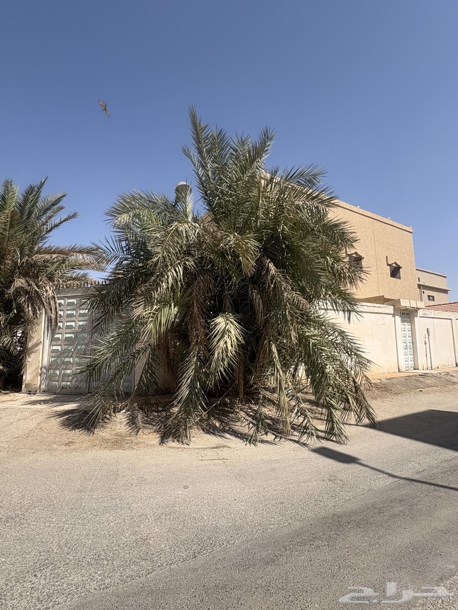 Date Palm Trees for Sale64836807000321111