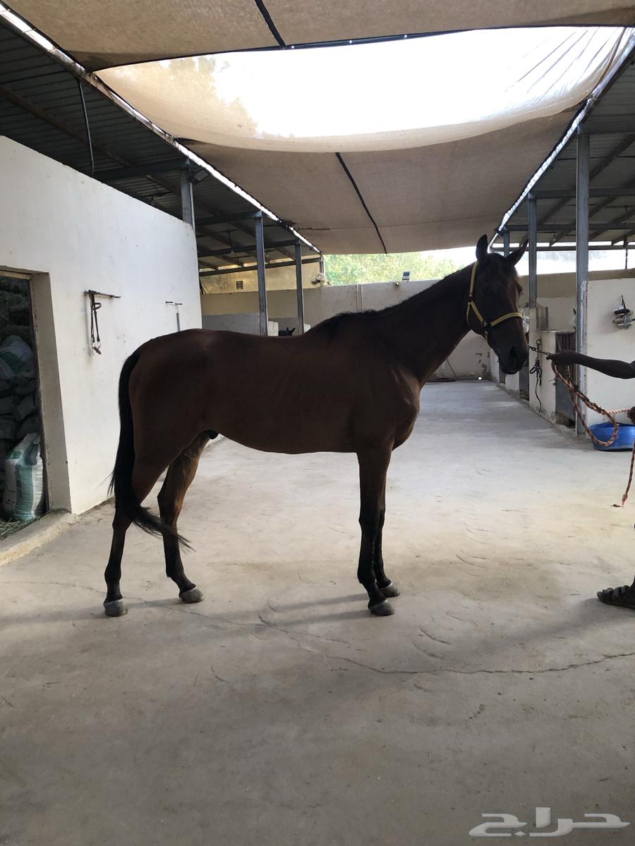 حصان ثروبرد قفز هادي64525109143427110