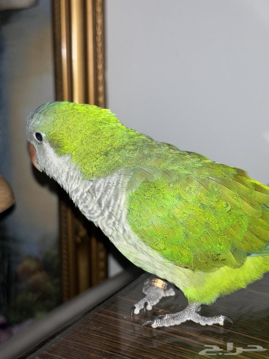 Tame Parrot, Price 76064836690094593111