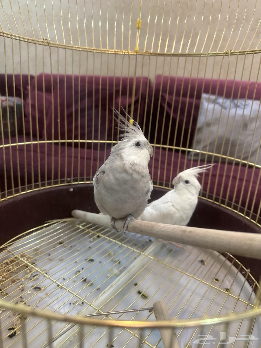 طيور كناري للبيع انثى وذكر مع القفص يغردون بصوت جميل64836846117121112