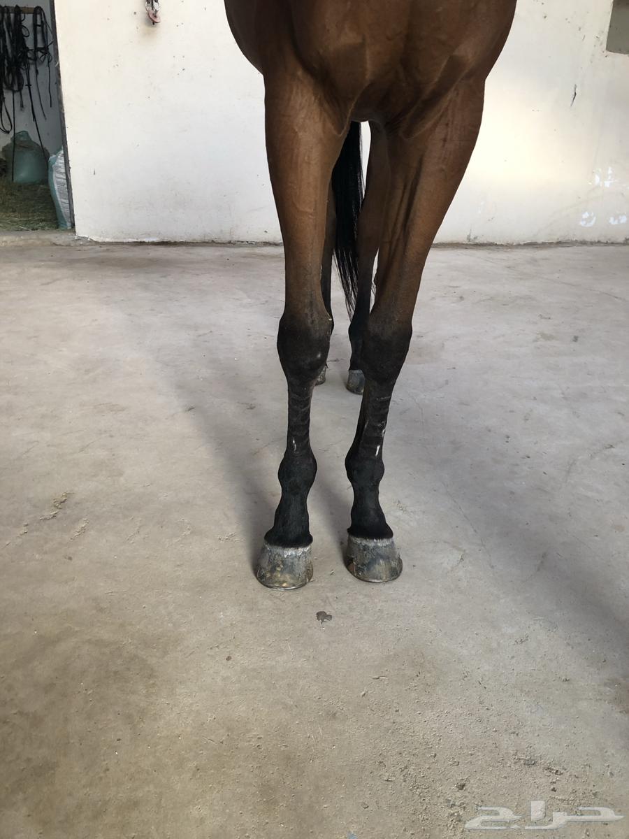 حصان ثروبرد قفز هادي64525109143427113