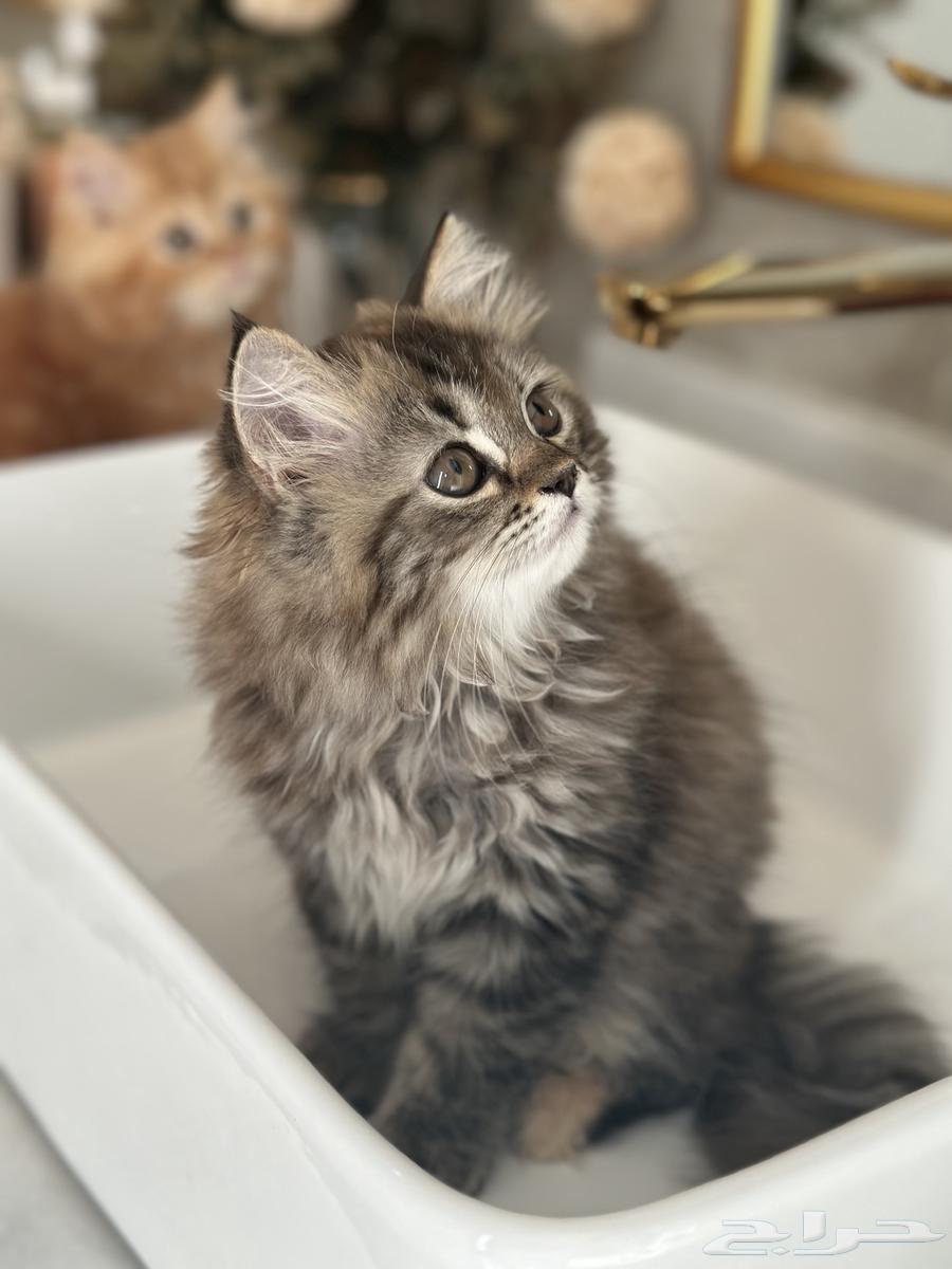 قطه صغيره للبيع64836638165378111