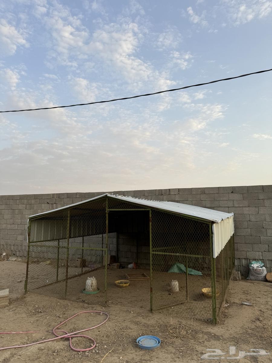 شبوك دجاج64191915113603110