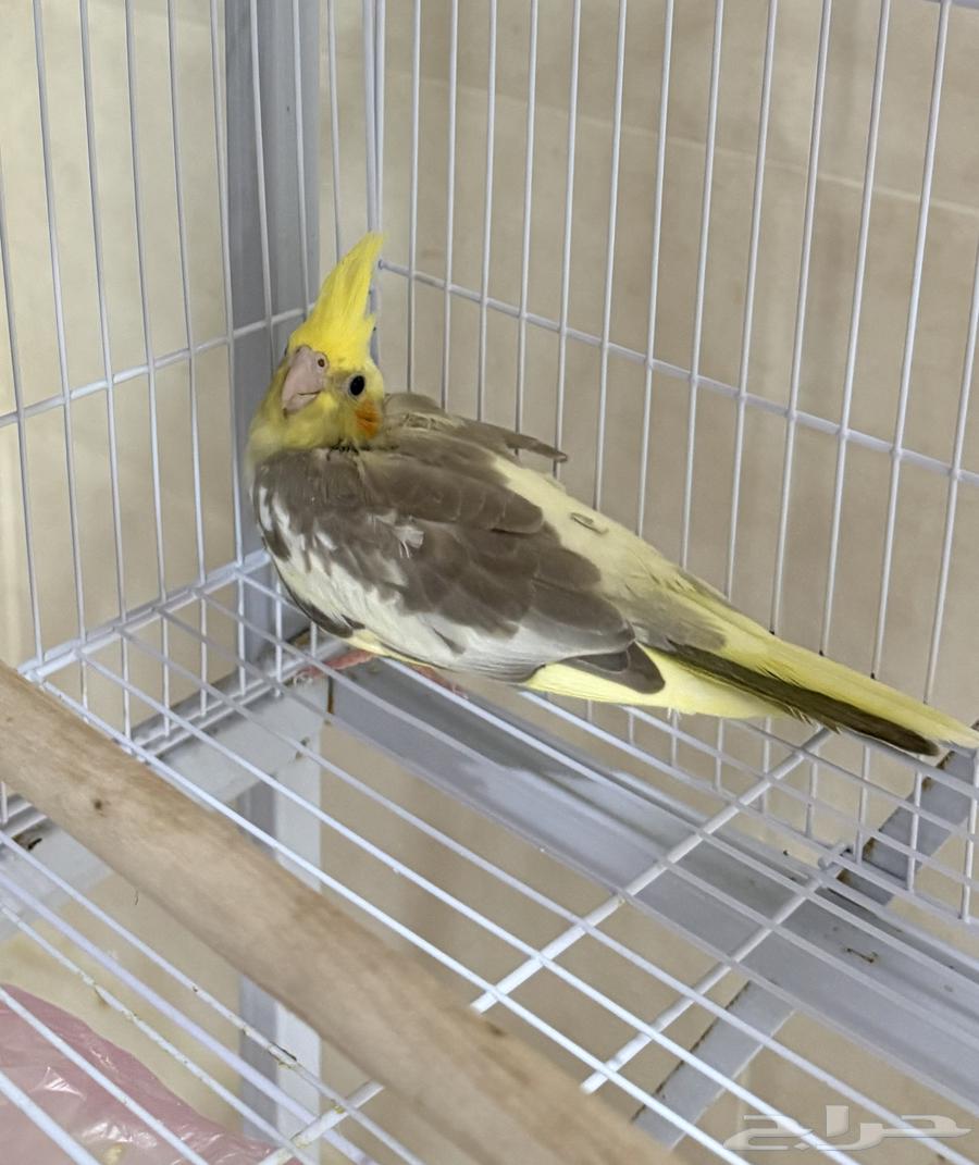 Weaned Francolin Chicks64499284243203110