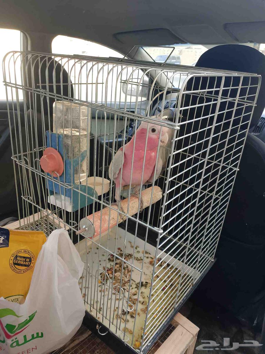 موصل طيور حيوانات اليفه أمانات64835485192195113