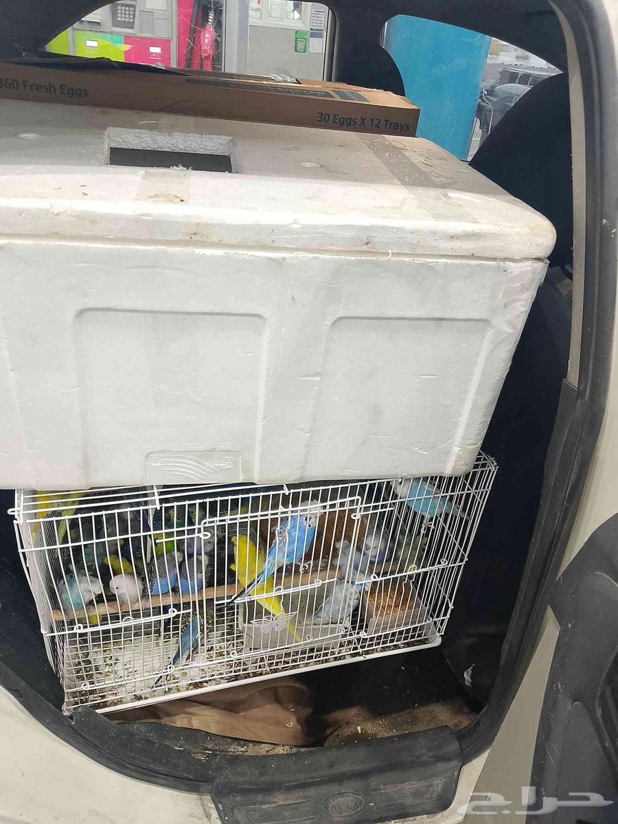 موصل طيور حيوانات اليفه أمانات64835485192195112