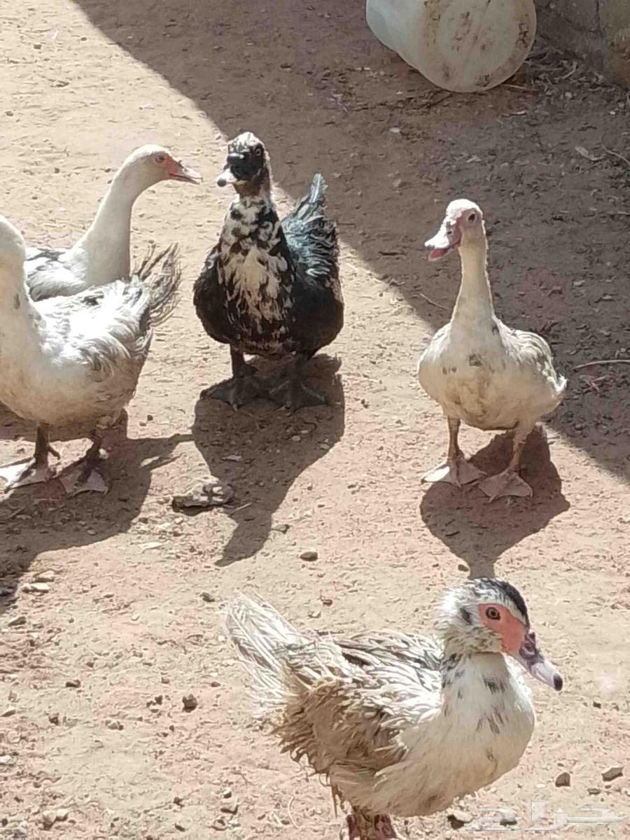Ducks for Sale64836573159939111