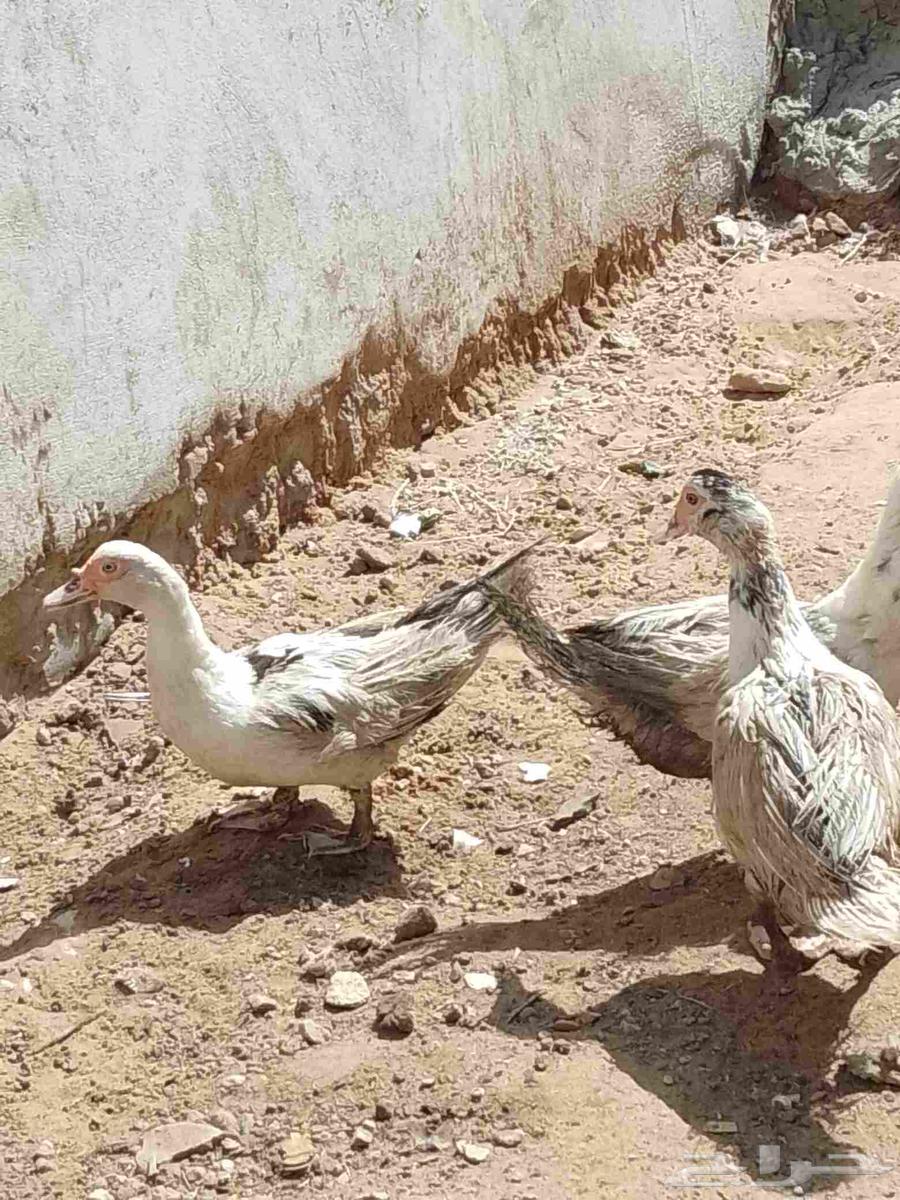 Ducks for Sale64836573159939113