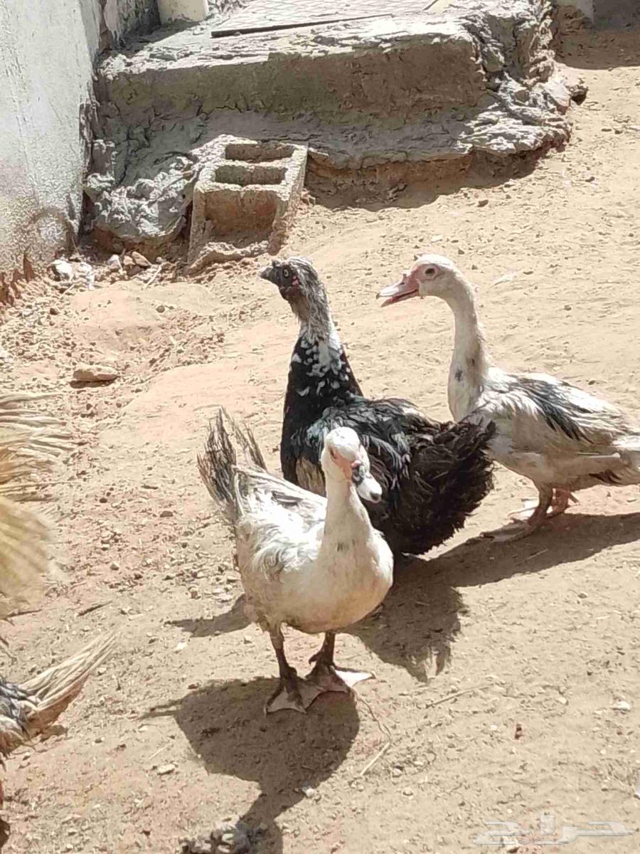 Ducks for Sale64836573159939112