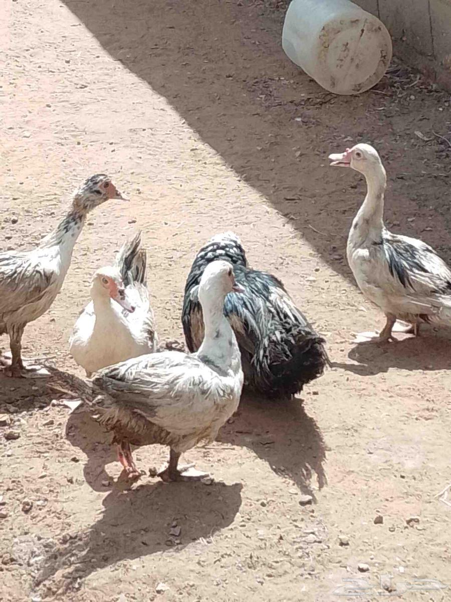 Ducks for Sale64836573159939110
