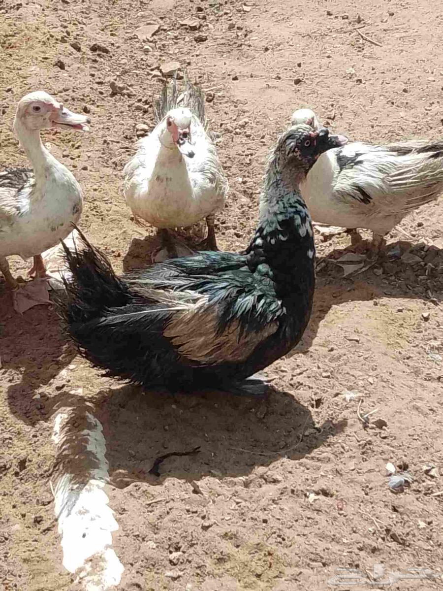 Ducks for Sale64836573159939114