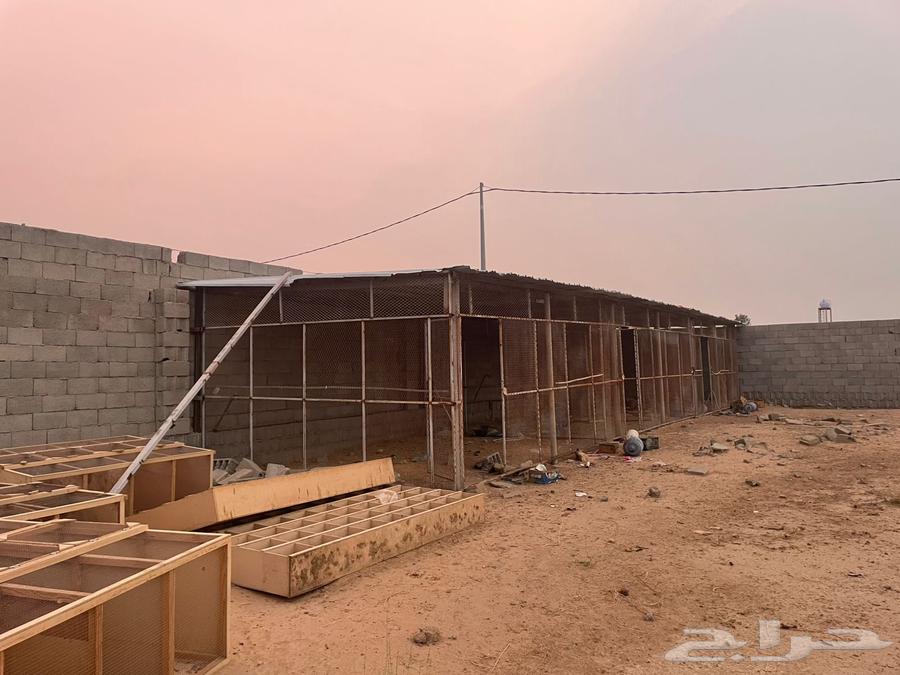 شبوك دجاج64191915113603112