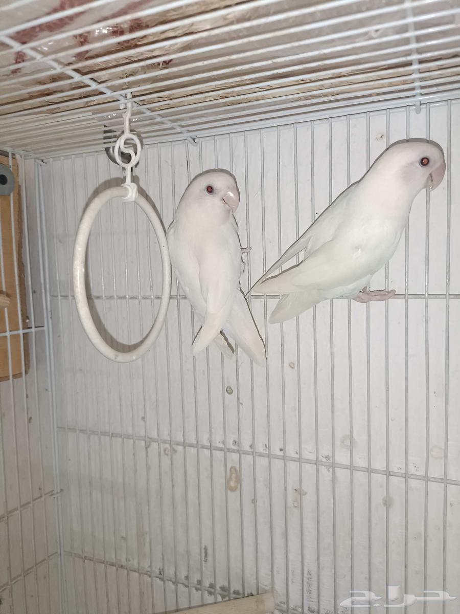 Rosy-Beino Pair, Product Analyst64836846134659111