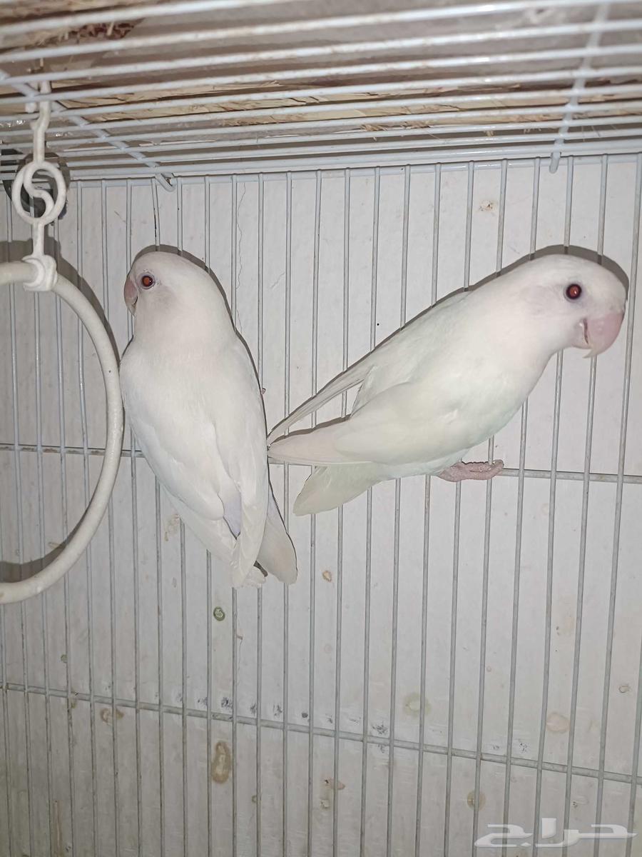 Rosy-Beino Pair, Product Analyst64836846134659113