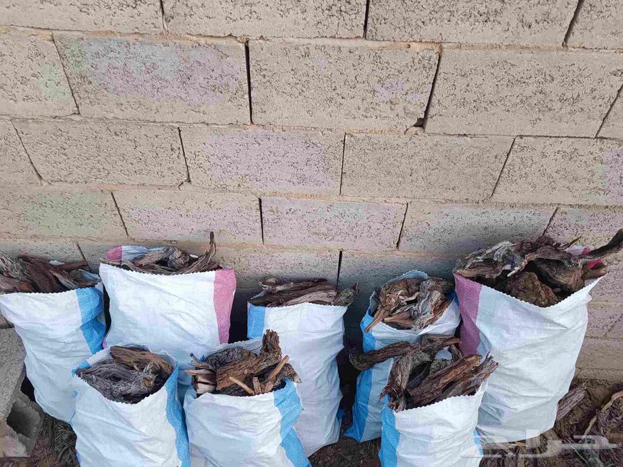 خياش طيبه64835613875715110