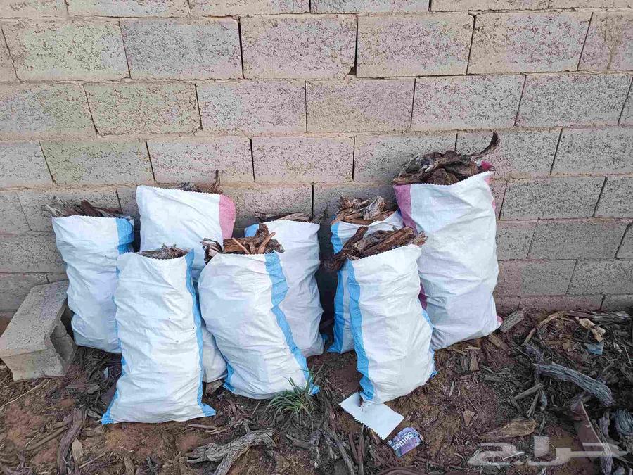 خياش طيبه64835613875715111