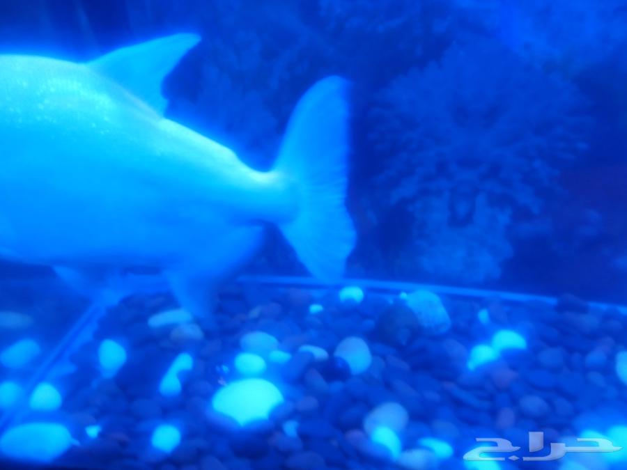 سمكة الباكو المفترس64836638231939114