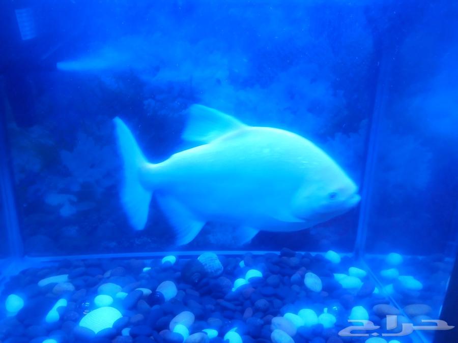 سمكة الباكو المفترس64836638231939110